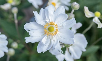 'Anemone hupehensis', una joya otoñal para el jardín por su espectacular floración