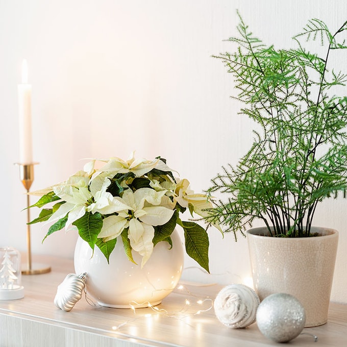 ¡Deja que las plantas te ayuden a decorar tu casa en Navidad!