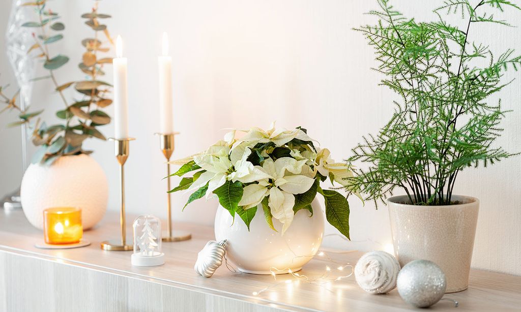 ¡Deja que las plantas te ayuden a decorar tu casa en Navidad!