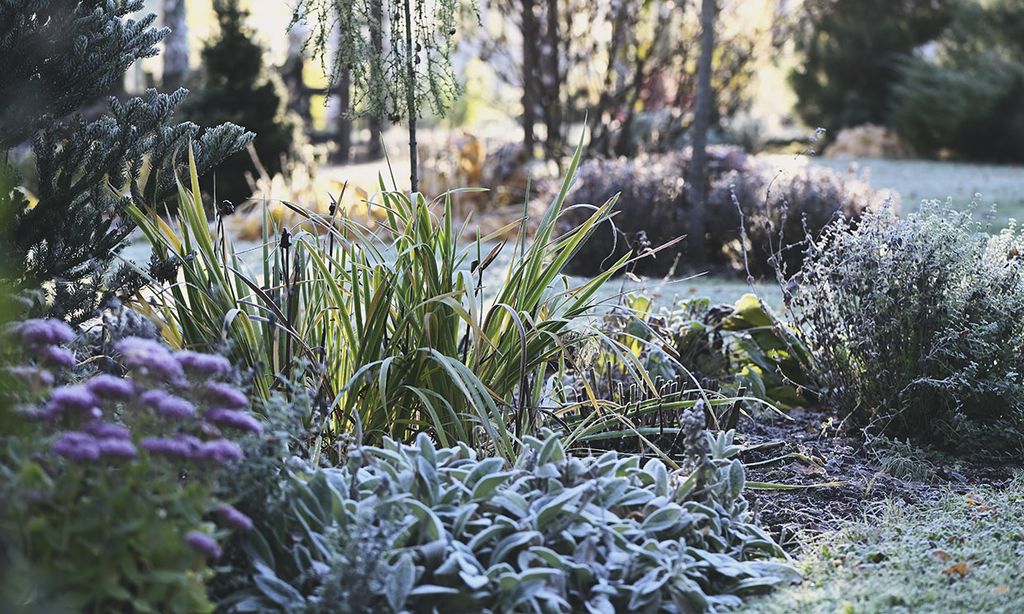 8 maneras de proteger tus plantas de las heladas y el frío