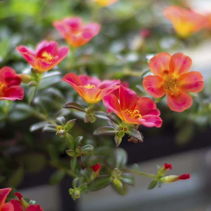 Cómo cuidar la portulaca o flor de seda, la suculenta con las flores más espectaculares