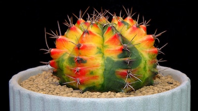 Cactus 'Gymnocalycium': estos son los cuidados que necesita para crecer feliz