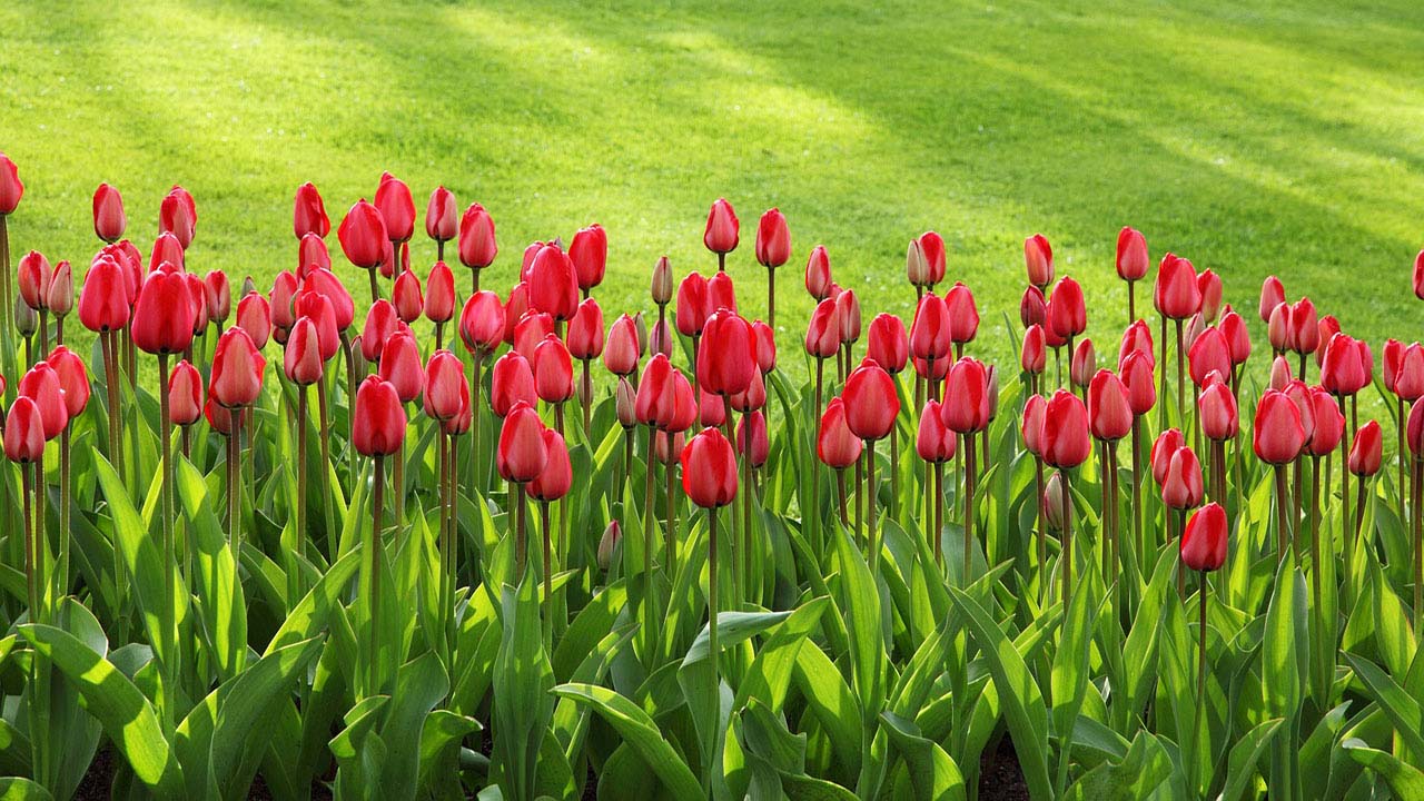 Las claves para plantar tulipanes correctamente y lograr que florezcan en primavera