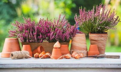 Macetas para el jardín: cómo elegir las más adecuadas para tus plantas de exterior