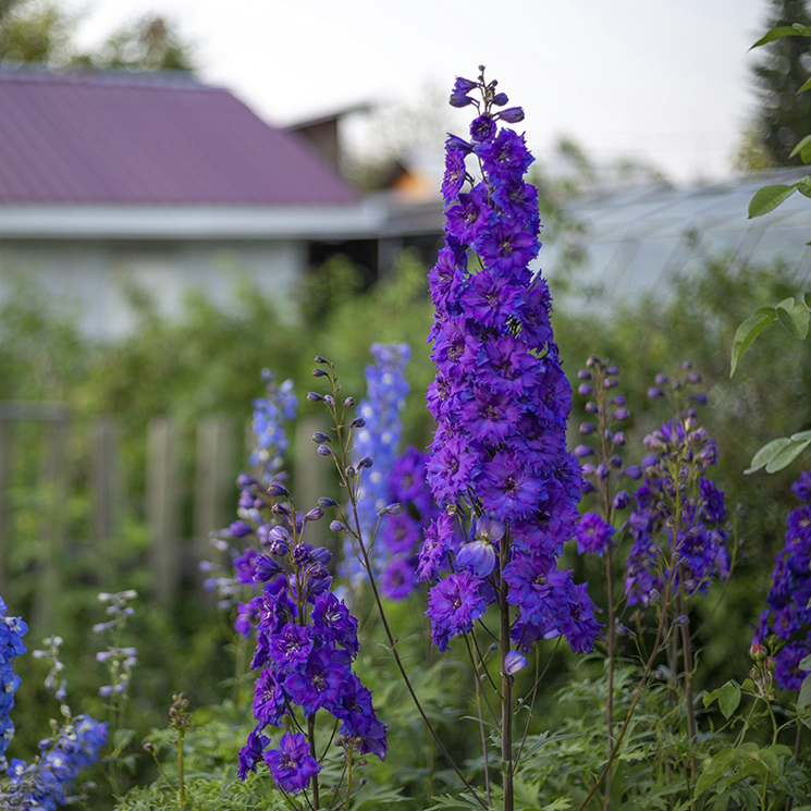 Cómo cuidar el 'delphinium' o espuela de caballero, una planta de exterior esbelta y llena de color