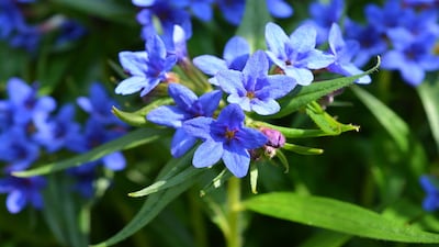 Carrasquilla azul, una planta fácil de cuidar que le dará un aire silvestre a tu jardín