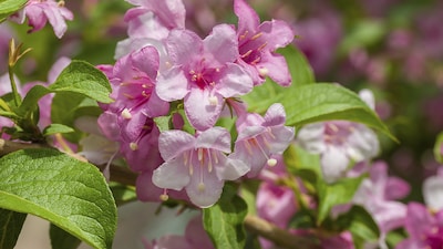 Descubre la weigela, el resistente arbusto ornamental que llenará tu jardín de flores rosas