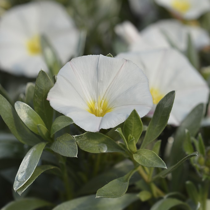 Así se cuida la campanilla plateada: la planta con flor de exterior ideal para climas mediterráneos