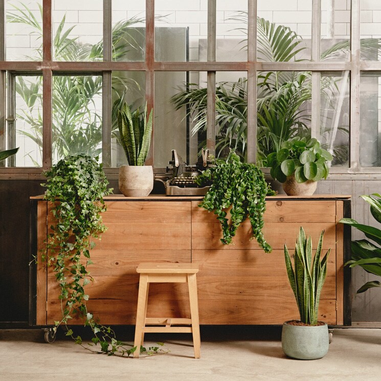 Agrupar plantas en interiores transforma tu hogar en un oasis natural. ¡Lo vemos!