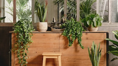 Agrupar plantas en interiores transforma tu hogar en un oasis natural. ¡Lo vemos!