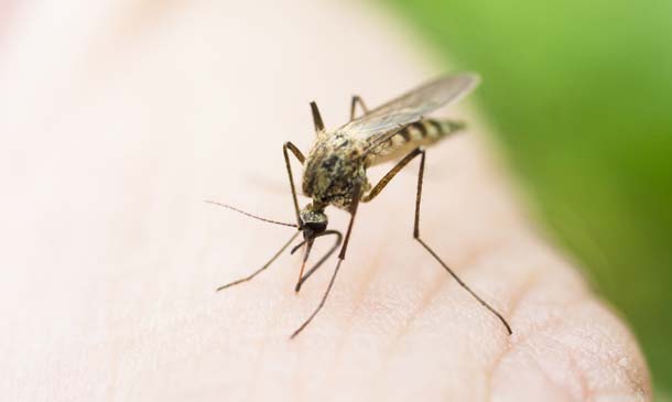 Todo lo que tienes que saber sobre el virus Zika