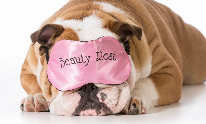 9 buenos consejos para un año (muy) perro