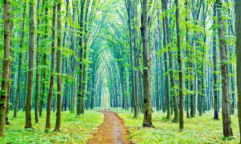 https://www.hola.com/imagenes/estar-bien/20180227120627/terapia-estres-bano-de-bosque/0-542-749/bano-bosques-japon-t.jpg