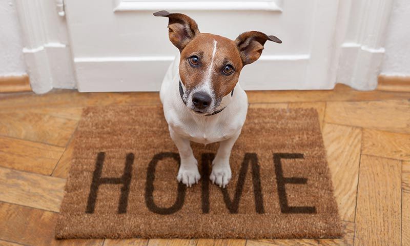 Si Vas A Tener Un Perro Estas Son Las 10 Preguntas Que Debes Hacerte Antes