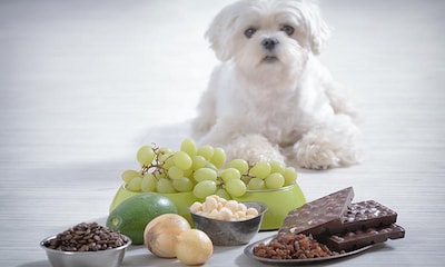 Alimentos que pueden ser malos para tu perro