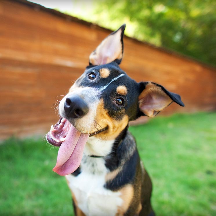 Si vas a dejar a tu perro en una residencia, elige la mejor 