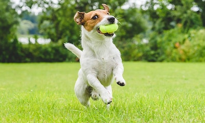 Cinco deportes que puedes hacer con tu perro