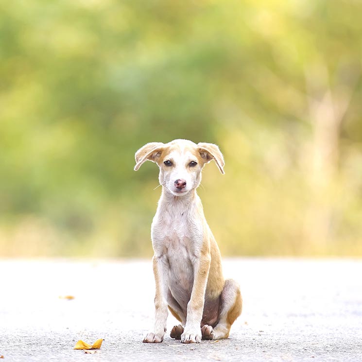 ¿Qué hacer si me encuentro con un animal abandonado?