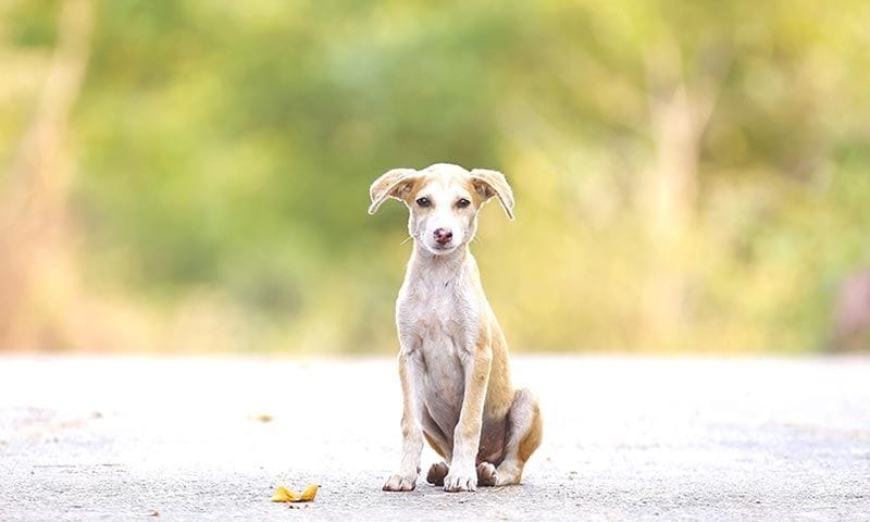 Que Hacer Si Me Encuentro Un Animal Abandonado
