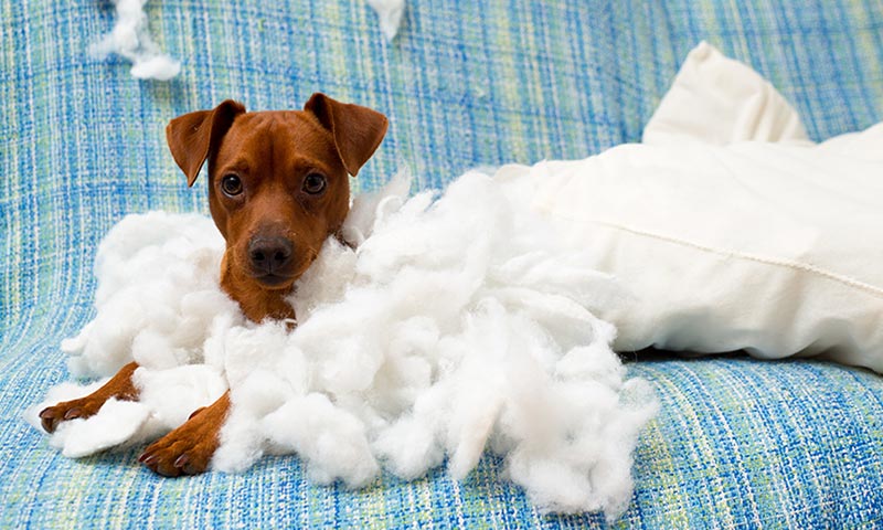 Si tu perro destroza la casa cuando te vas podría sufrir ansiedad