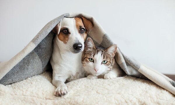 Perro y gato