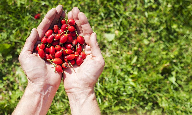 Rosa mosqueta, el 'oro rojo' para las articulaciones