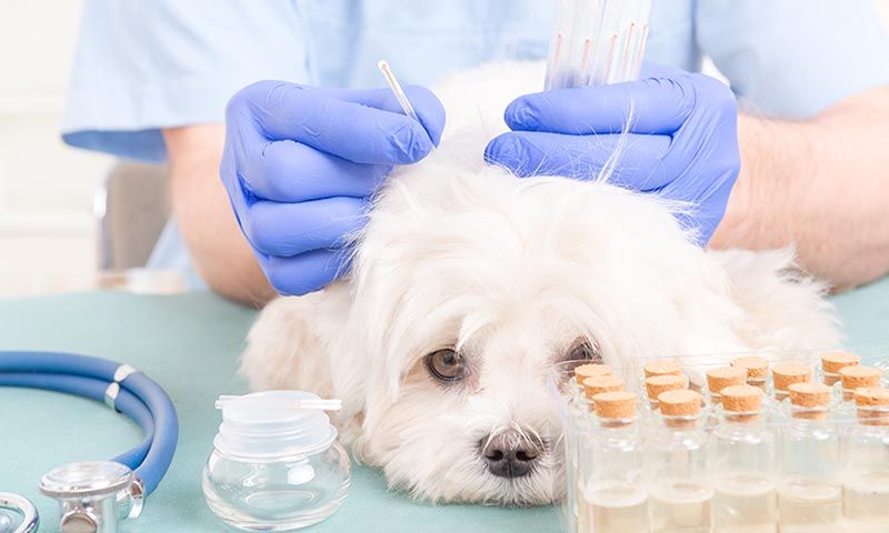 Acupuntura, una alternativa más para el bienestar de tu mascota
