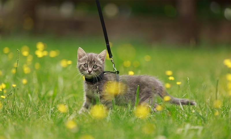 Tu gato necesita salir a pasear contigo?