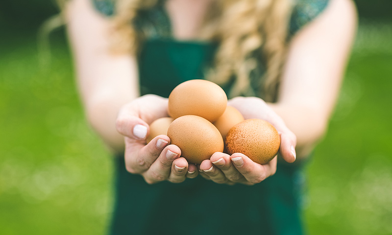 ¿Por qué tienes que comer huevos ecológicos?