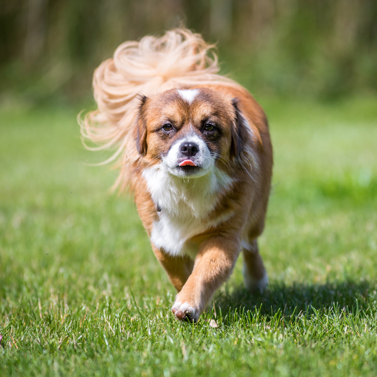 Cómo evitar que tu perro sufra con las altas temperaturas del verano