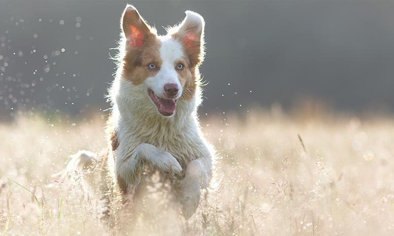 El border collie: el perro más inteligente del mundo