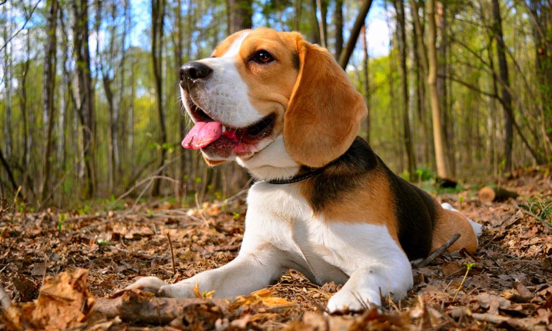 El beagle, la raza ideal para todas las casas