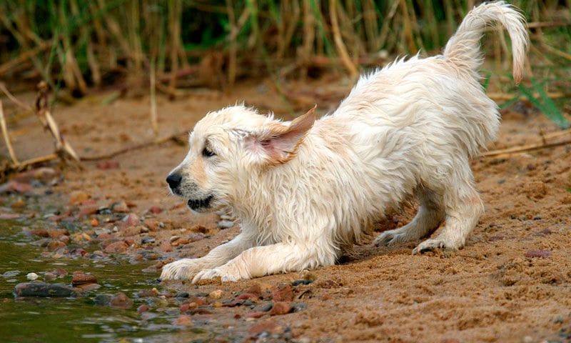El inesperado rescate de un cachorro atrapado gracias al talento de un ingeniero indio