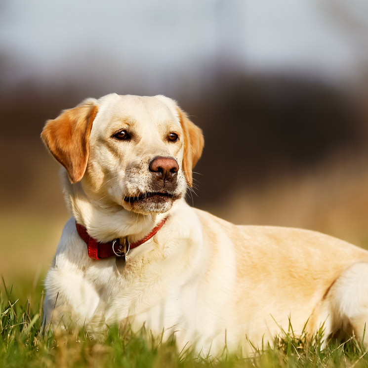 '¿Por qué mi perro se come las heces?'