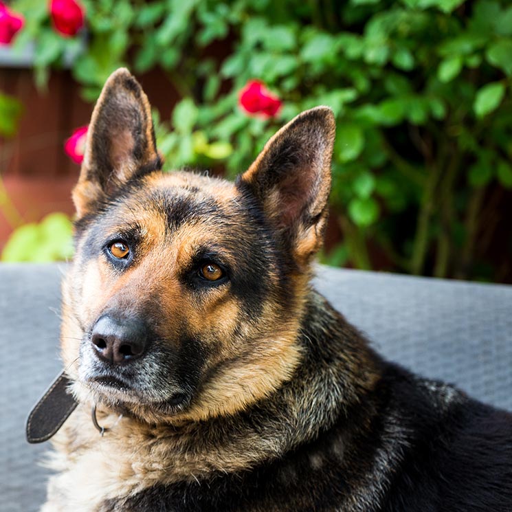 Si vas a adoptar un perro, adopta un jubilado