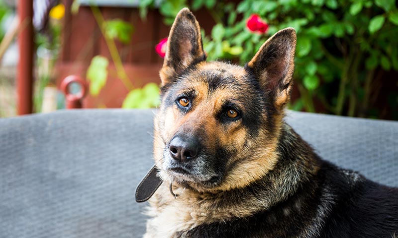 Si vas a adoptar un perro, adopta un jubilado