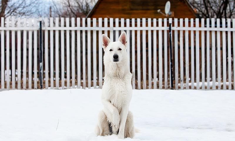 Asi Es El Pastor Blanco Suizo La Mascota De Genoveva Que Nos Ha Enamorado