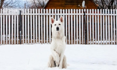 Así es el pastor blanco suizo, la mascota de Genoveva que nos ha enamorado