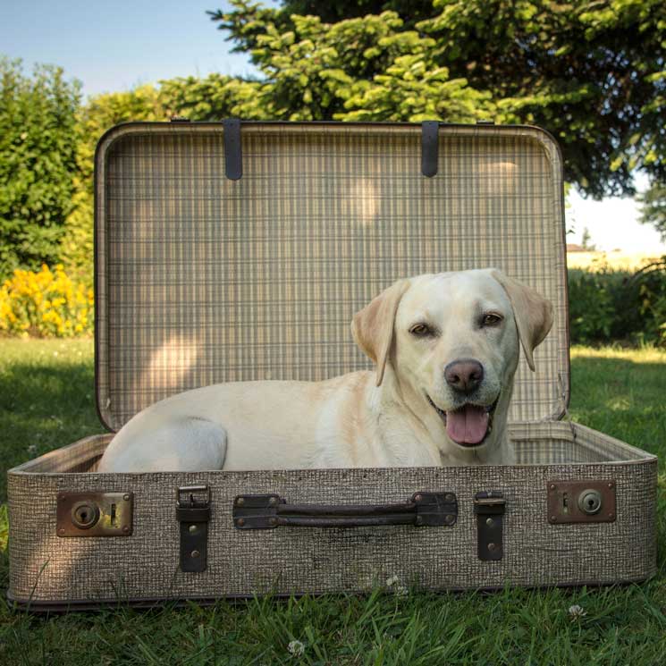 Descubre las ventajas de ir con tu perro de vacaciones