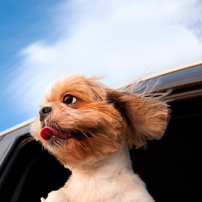 Lo que tienes que hacer para evitar que tu perro se maree en el coche