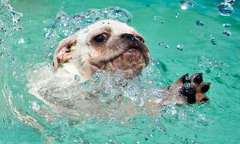Resultado de imagen para hidroterapia canina