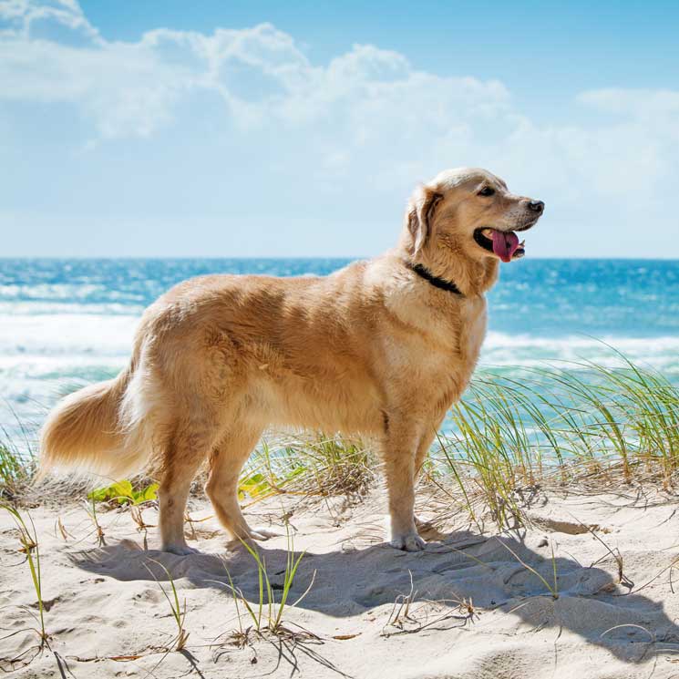 ¡Toma nota! Estos hoteles sí admiten a tu perro