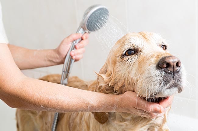 Todo lo que necesitas saber para bañar a tu perro en casa 