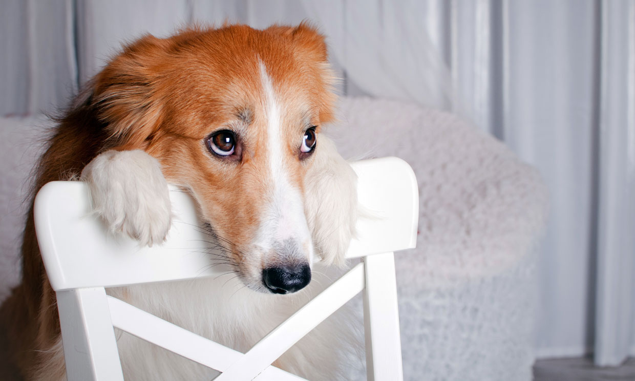 ¿Cómo saber si mi perro tiene leishmania?