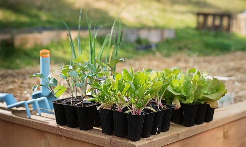 Verduras que puedes plantar en tu propia casa