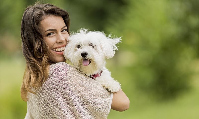 El bichón maltés: el perro que menos alergias produce