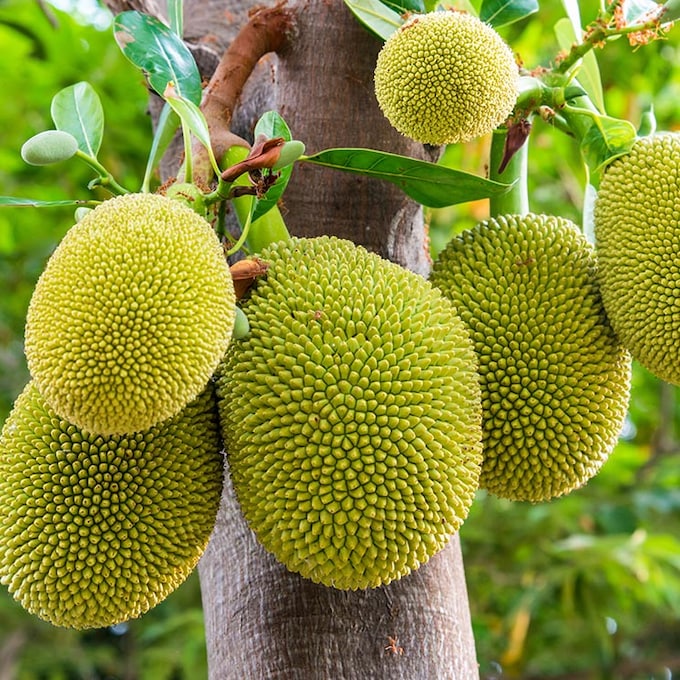 'Jackfruit': la fruta más grande del mundo es un superalimento