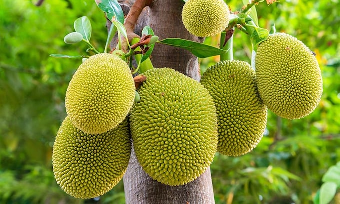 Jackfruit: la fruta más grande del mundo es superalimento