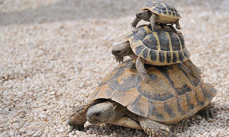 REPTILES