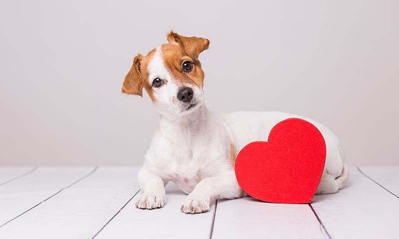 Descubre las razas de los perros más famosos